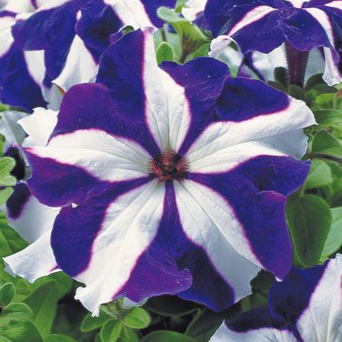 Blue Star White Stripe Express Petunia 200 PCS Seeds