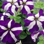 Blue Star White Stripe Express Petunia 200 PCS Seeds