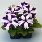 Blue Star White Stripe Express Petunia 200 PCS Seeds