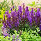 Blue Woodland Sage Perennial Flower 30 PCS Seeds