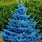 Blue Spruce Tree Picea Tree 100 PCS Seeds