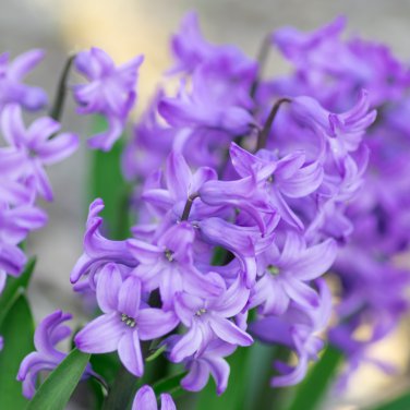 Blue Violet Purple Grape Hyacinth flower 100 PCS Seeds