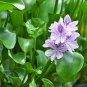 Blue Violet Purple Grape Hyacinth flower 100 PCS Seeds
