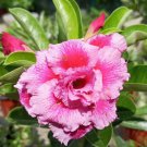 'Blue Spirit' Adenium Obesum Perennial Bonsai Flower 2 PCS Seeds