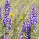 Blue Spiked Speedwell Veronica Spicata Perennial Rockery Flowerst 50 PCS Seeds Blue Spiked Speedwell Veronica Spicata Perennial Rockery Flowerst 50 PCS Seeds