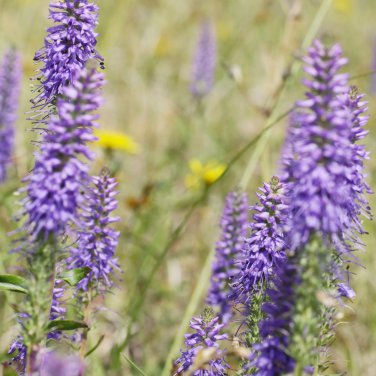 Blue Spiked Speedwell Veronica Spicata Perennial Rockery Flowerst 50 PCS Seeds