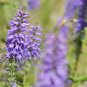 Blue Spiked Speedwell Veronica Spicata Perennial Rockery Flowerst 50 PCS Seeds