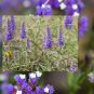 Blue Spiked Speedwell Veronica Spicata Perennial Rockery Flowerst 50 PCS Seeds