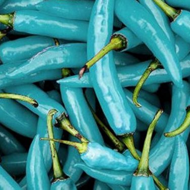 Blue Turquoise Chili Pepper 20 PCS Seeds