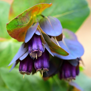 Blue Shrimp Plant Cerinthe Major showy Flowers 10 PCS Seeds