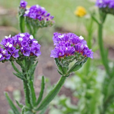 Blue Sea Lavender Limonium Sinuatum 30 PCS Seeds