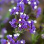Blue Sea Lavender Limonium Sinuatum 30 PCS Seeds
