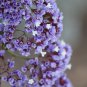 Blue Sea Lavender Limonium Sinuatum 30 PCS Seeds