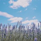 Blue Sea Lavender 30 PCS Seeds