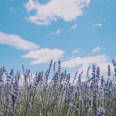 Blue Sea Lavender 30 PCS Seeds