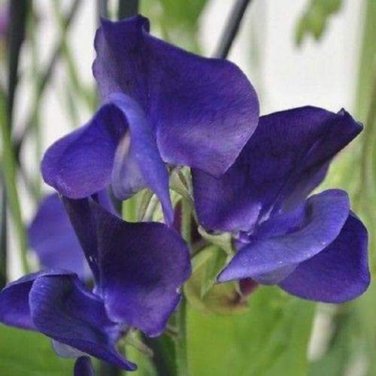 Blue Royal Sweet Pea 20 PCS Seeds
