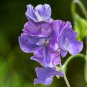 Blue Royal Sweet Pea 20 PCS Seeds