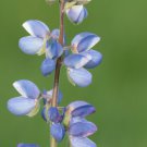 Blue Lupinus Perennial Flowering Plant 15 PCS Seeds Blue Lupinus Perennial Flowering Plant 15 PCS Seeds