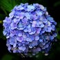 Blue Hydrangea Paniculata Grandiflora 15 PCS Seeds