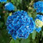 Blue Hydrangea Paniculata Grandiflora 15 PCS Seeds