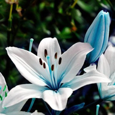 Blue Heart Lily Potted Plant Bonsai Lily Flower 50 PCS Seeds