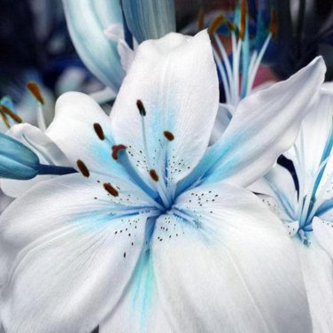 Blue Heart Lily Plant Heirloom Lilium Fragrant Perennial Flower 50 PCS Seeds