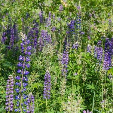 Blue Grass Perennial 500 PCS Seeds
