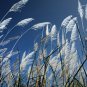 Blue Grass Perennial 500 PCS Seeds
