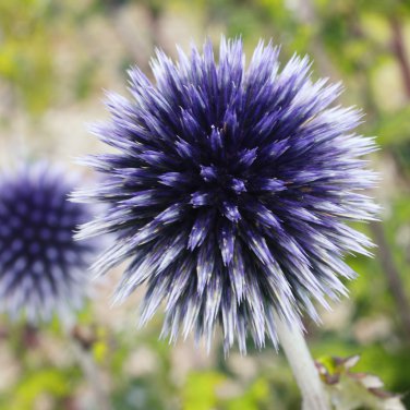 Blue Globe Thistle Echinops Big Onion Flowers 50 PCS Seeds