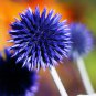Blue Globe Thistle Echinops Big Onion Flowers 50 PCS Seeds