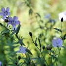Blue Flax ORGANIC NEWLY HARVESTED BEAUTIFUL BLUE FLOWERS 50 PCS Seeds