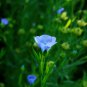 Blue Flax ORGANIC NEWLY HARVESTED BEAUTIFUL BLUE FLOWERS 50 PCS Seeds