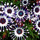 Blue Eyed Daisy Flower Bonsai Osteospermum Balcony Flower 100 PCS Seeds Blue Eyed Daisy Flower Bonsai Osteospermum Balcony Flower 100 PCS Seeds