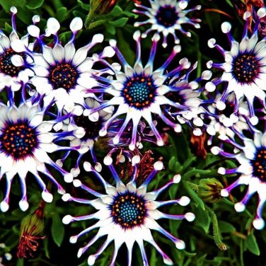 Blue Eyed Daisy Flower Bonsai Osteospermum Balcony Flower 100 PCS Seeds