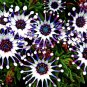 Blue Eyed Daisy Flower Bonsai Osteospermum Balcony Flower 100 PCS Seeds