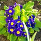Blue Evening Primrose fragrant DIY Flower Hardy Plant Evening 200 PCS Seeds