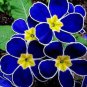 Blue Evening Primrose fragrant DIY Flower Hardy Plant Evening 200 PCS Seeds