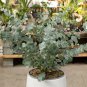 Blue Eucalyptus Mini Tree Exotic Shrub Pots Planters Tropical 100 PCS Seeds