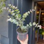 Blue Eucalyptus Mini Tree Exotic Shrub Pots Planters Tropical 100 PCS Seeds