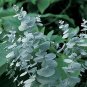 Blue Eucalyptus Mini Tree Exotic Shrub Pots Planters Tropical 100 PCS Seeds
