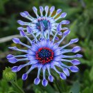 Blue Daisy White Heart Very Beautiful Garden Flowers 200 PCS Seeds Blue Daisy White Heart Very Beautiful Garden Flowers 200 PCS Seeds