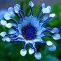 Blue Daisy White Heart Very Beautiful Garden Flowers 200 PCS Seeds
