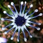 Blue Daisy White Heart Very Beautiful Garden Flowers 200 PCS Seeds