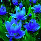 Blue Curcuma Bonsai Flower 200 PCS Seeds Blue Curcuma Bonsai Flower 200 PCS Seeds