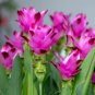 Blue Curcuma Bonsai Flower 200 PCS Seeds