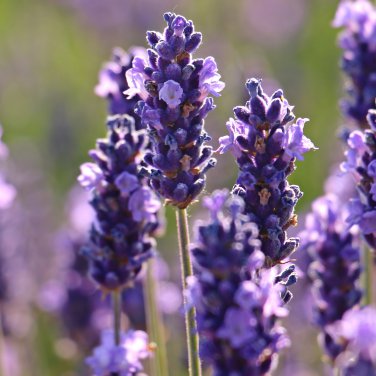 Blue Purple Lavender Series Bonsai Flowers  20 PCS Seeds