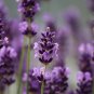 Blue Purple Lavender Series Bonsai Flowers 20 PCS Seeds