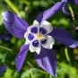 Blue Columbines Aquilegia Balcony Bonsai Plant Flowers 5 PCS Seeds