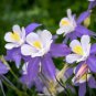 Blue Columbines Aquilegia Balcony Bonsai Plant Flowers 5 PCS Seeds