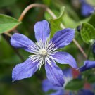 Blue Clematis 100 PCS Seeds